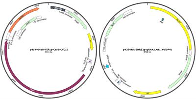 CRISPR/Cas9 System as a Valuable Genome Editing Tool for Wine Yeasts with Application to Decrease Urea Production